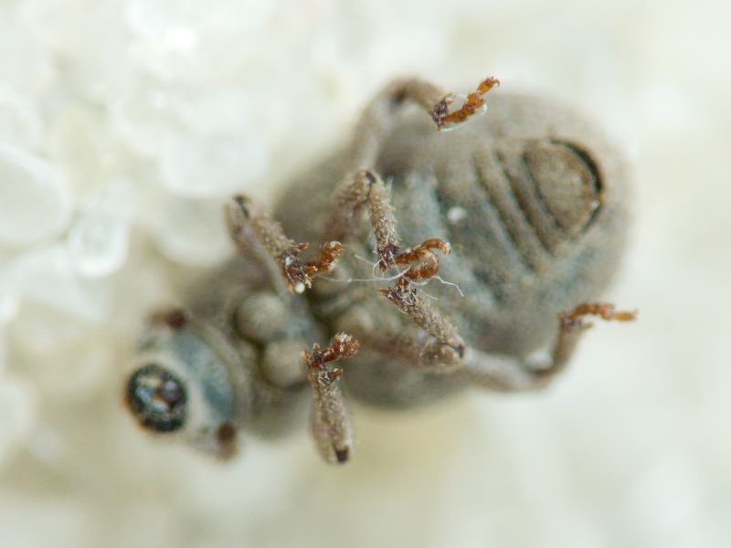 Curculionidae Latreille, 1802